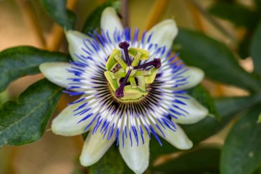 Bahçede güzel çiçekler, çiçek arkaplanı 