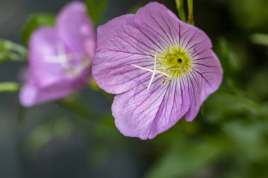 Bahçede güzel çiçekler, çiçek arkaplanı 