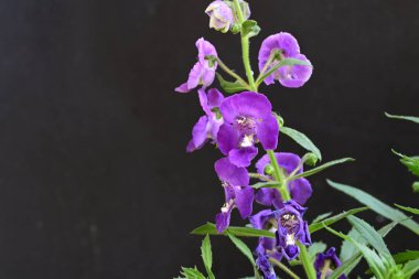 Bahçede güzel çiçekler, çiçek arkaplanı 