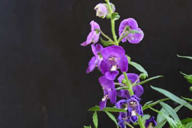 Bahçede güzel çiçekler, çiçek arkaplanı 