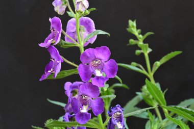 Bahçede güzel çiçekler, çiçek arkaplanı 