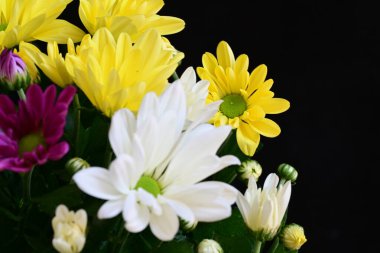 Koyu arkaplanda güzel kasımpatı çiçekleri, yakın plan 