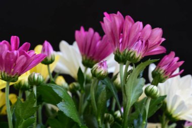 Koyu arkaplanda güzel kasımpatı çiçekleri, yakın plan 