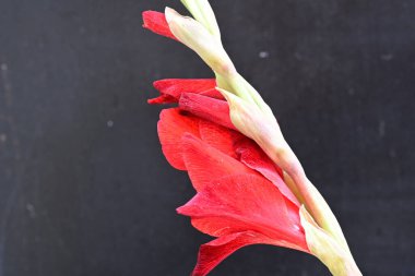Siyah arkaplanda kırmızı gladiolus çiçeği