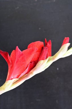 Siyah arkaplanda kırmızı gladiolus çiçeği