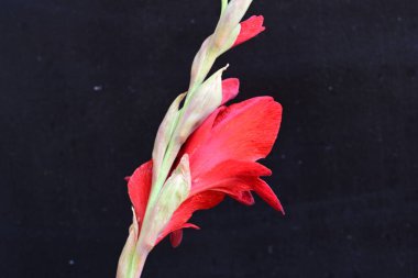 Siyah arkaplanda kırmızı gladiolus çiçeği