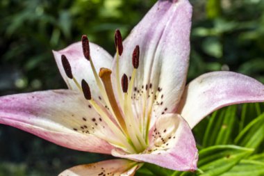 Bahçede güzel çiçekler, çiçek arkaplanı 