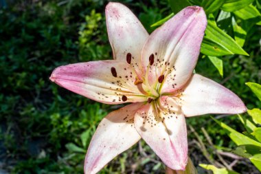 Bahçede güzel çiçekler, çiçek arkaplanı 