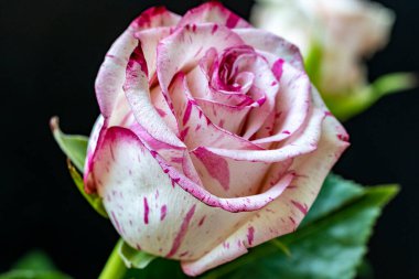 Bahçede güzel çiçekler, çiçek arkaplanı 