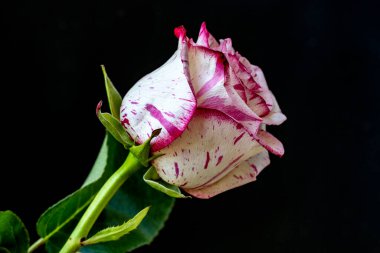 Bahçede güzel çiçekler, çiçek arkaplanı 