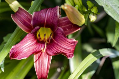 Bahçede güzel çiçekler, çiçek arkaplanı 