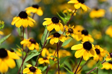 Yazın açan Rudbeckia tarlası