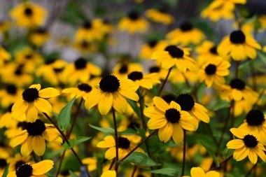 Yazın açan Rudbeckia tarlası