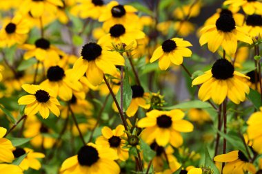 Yazın açan Rudbeckia tarlası