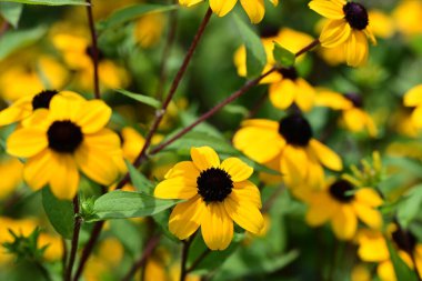 Yazın açan Rudbeckia tarlası
