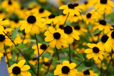Koyu merkezli sarı rudbeckia yaprakları
