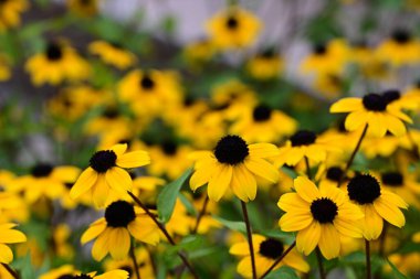 Koyu merkezli sarı rudbeckia yaprakları