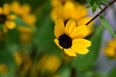 Koyu merkezli sarı rudbeckia yaprakları