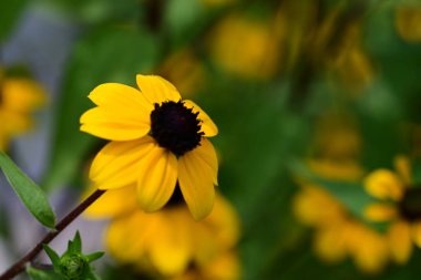 Parlak rudbeckia güneş ışığında parlıyor