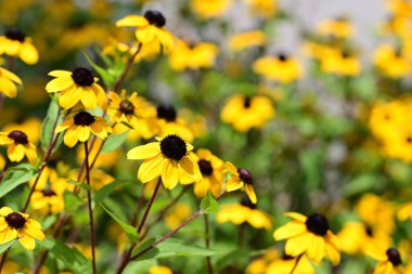 Parlak rudbeckia güneş ışığında parlıyor