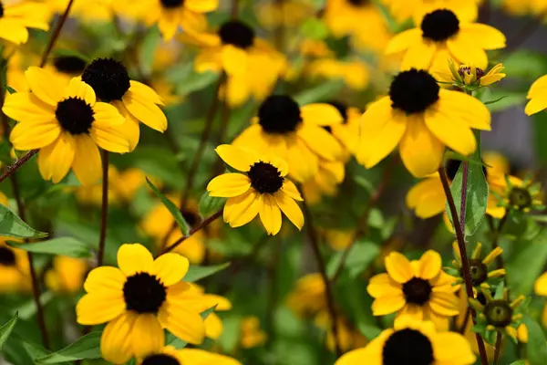 Doğal bahçede taze Rudbeckia çiçekleri