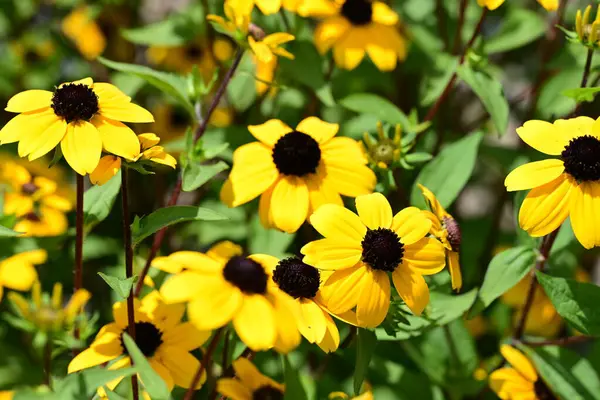Parlak rudbeckia güneş ışığında parlıyor