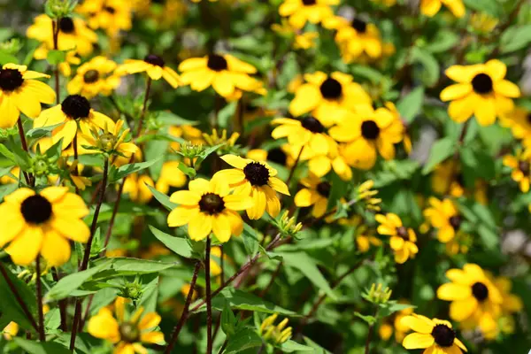 Parlak rudbeckia güneş ışığında parlıyor