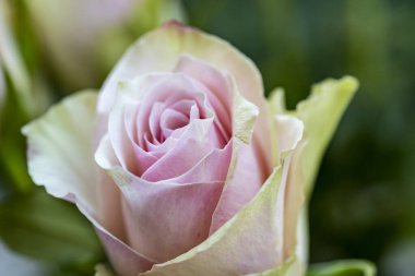 Bahçede güzel çiçekler, çiçek arkaplanı 