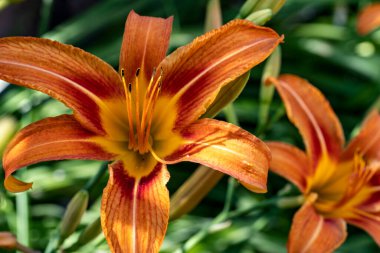 Bahçedeki güzel zambak çiçeklerini kapat..