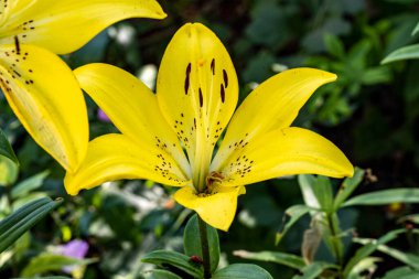 Bahçedeki güzel zambak çiçeklerini kapat..