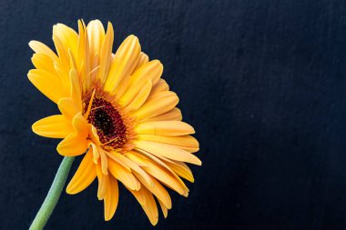 Koyu arkaplanda sarı papatya çiçeğini kapat.