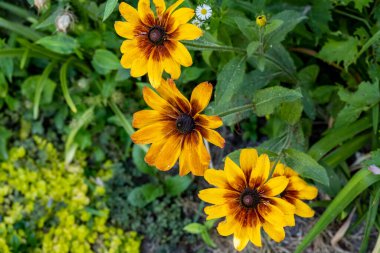 Yazın bahçedeki güzel çiçekleri kapat.