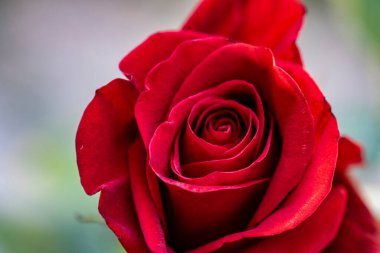 Yeşil yapraklı kırmızı gülü kapat.