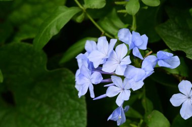 Bahçedeki güzel çiçekler