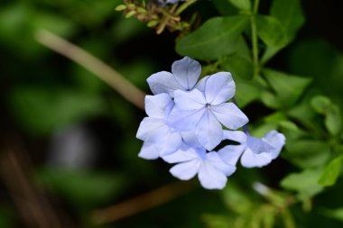 Mavi ortanca çiçekleri, bitki örtüsü ve doğa