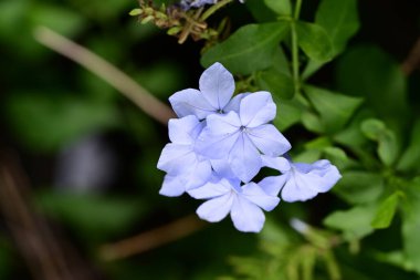 Bahçedeki mavi çiçek