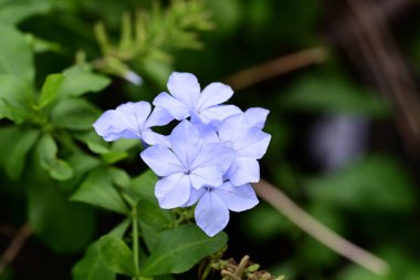 Güzel botanik fotoğrafı, doğal duvar kağıdı.