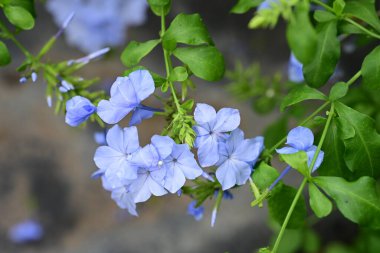 Bahçedeki güzel çiçekler