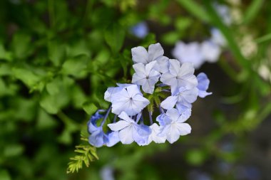 Bahçedeki mavi çiçek