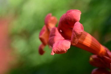Bahçede kırmızı çiçek closeup