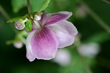 Bahçedeki pembe çiçeklere, çiçeklere ve doğaya yakın çekim
