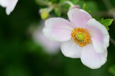 Bahçedeki güzel pembe şakayık çiçekleri