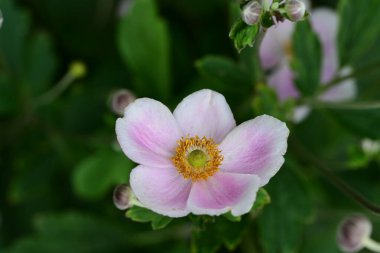 Bahçedeki güzel pembe şakayık çiçekleri