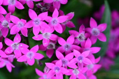 Yazın bahçedeki güzel çiçekleri kapat.