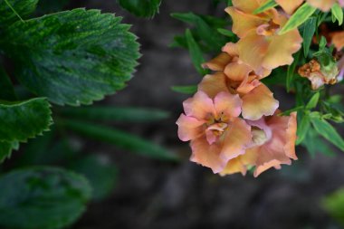 bahçede büyüyen güzel turuncu çiçekler