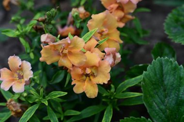 bahçede büyüyen güzel turuncu çiçekler