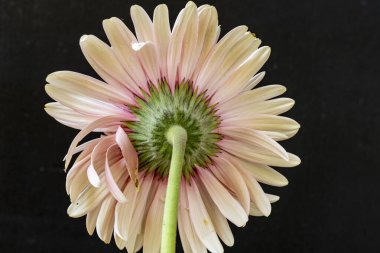 Güzel sarı çiçeklerin yakın görüntüsü