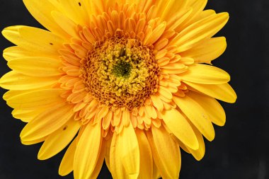 Güzel Gerbera çiçeği. Yaklaş.