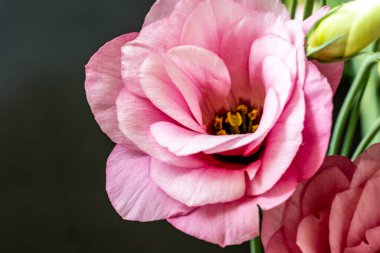 Güzel bir buket çiçek, yakın - yakın -