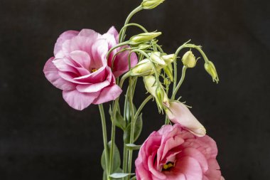 Siyah arkaplanda bir buket mutluluk. 